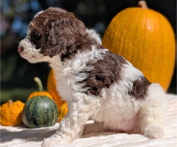 Medium Photo #30 Miniature Bernedoodle Puppy For Sale in GOSHEN, IN, USA