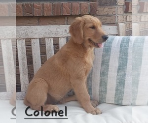 Golden Retriever Puppy for Sale in PACE, Florida USA