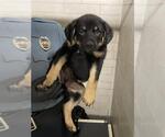 Small German Shepherd Dog