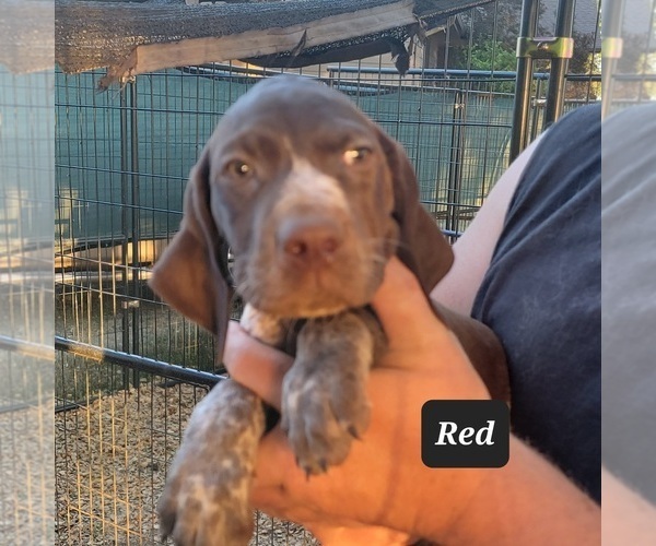 Medium Photo #3 German Shorthaired Pointer Puppy For Sale in BERESFORD, SD, USA