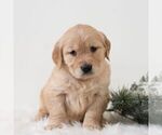 Small #5 Golden Retriever