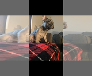 French Bulldog Puppy for sale in ROWLAND HEIGHTS, CA, USA