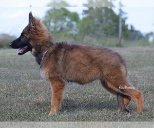 German Shepherd Dog Puppy for Sale in MORRILTON, Arkansas USA