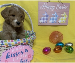 English Cream Golden Retriever-Poodle (Standard) Mix Puppy for sale in DEARBORN, MO, USA