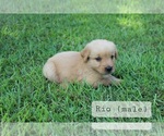 Small #6 Golden Retriever