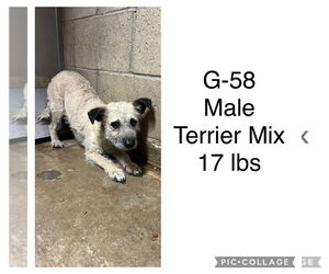 Mutt Dogs for adoption in San Diego, CA, USA