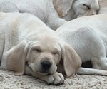 Small Photo #9 Labrador Retriever Puppy For Sale in COUNCIL BLUFFS, IA, USA