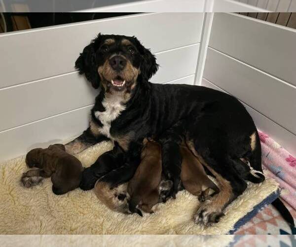 Medium Photo #1 Bernedoodle Puppy For Sale in VENTURA, CA, USA