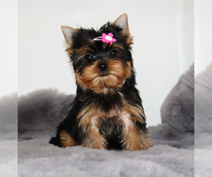 Yorkshire Terrier Puppy for sale in LOS ANGELES, CA, USA