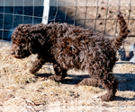 Small Photo #36 Spanish Water Dog Puppy For Sale in SIMLA, CO, USA