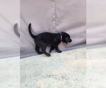 Small #2 Labrador Retriever Mix