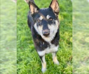 Siberian Husky-Unknown Mix Dogs for adoption in Conroe, TX, USA