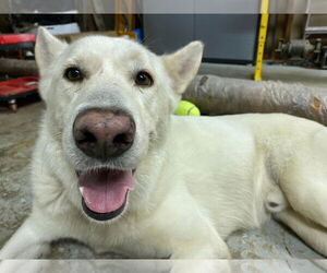 Toby GSD - Male German Shepherd Dog Dog for Adoption - Photo #18