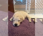Small Photo #60 Golden Retriever Puppy For Sale in CARLSBAD, CA, USA