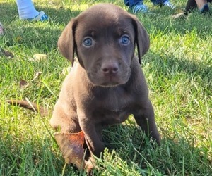 Labrador Retriever Puppy for Sale in GRANVILLE, Iowa USA