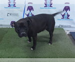 BENNY - Male Staffordshire Bull Terrier-Unknown Mix Dog for Adoption - Small photo
