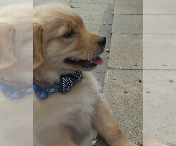 Medium Photo #9 Golden Retriever Puppy For Sale in MECHANICSVILLE, MD, USA