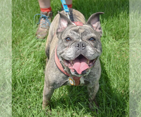 Medium Photo #3 French Bulldog Puppy For Sale in Huntley, IL, USA
