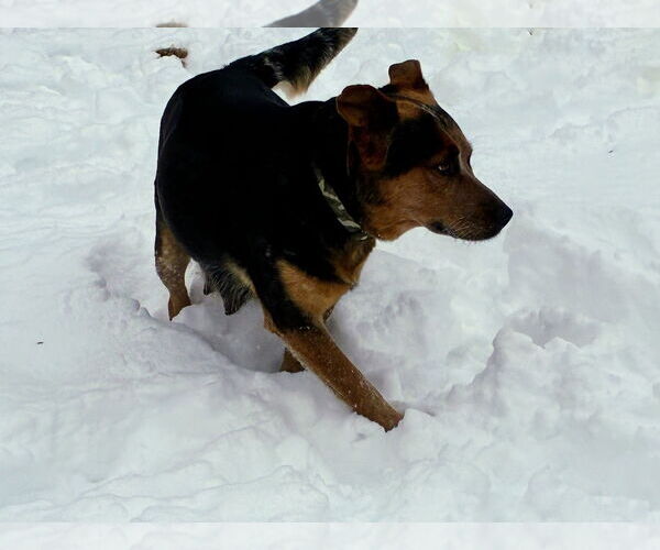 Medium Photo #2 Beagle-Unknown Mix Puppy For Sale in Minneapolis, MN, USA