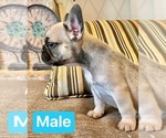 Small Photo #10 French Bulldog Puppy For Sale in ROCKWALL, TX, USA