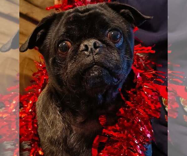 Medium Photo #1 Frenchie Pug Puppy For Sale in Indianapolis, IN, USA
