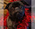 Small Frenchie Pug