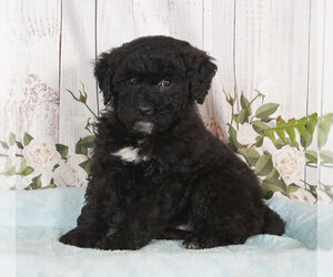 Miniature Bernedoodle Puppy for sale in PENNS CREEK, PA, USA