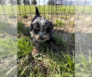 Aussiedoodle Puppy for sale in JEROME, MI, USA