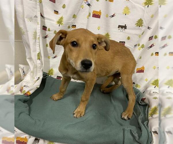 Medium Photo #1 Labrador Retriever-Unknown Mix Puppy For Sale in Modesto, CA, USA