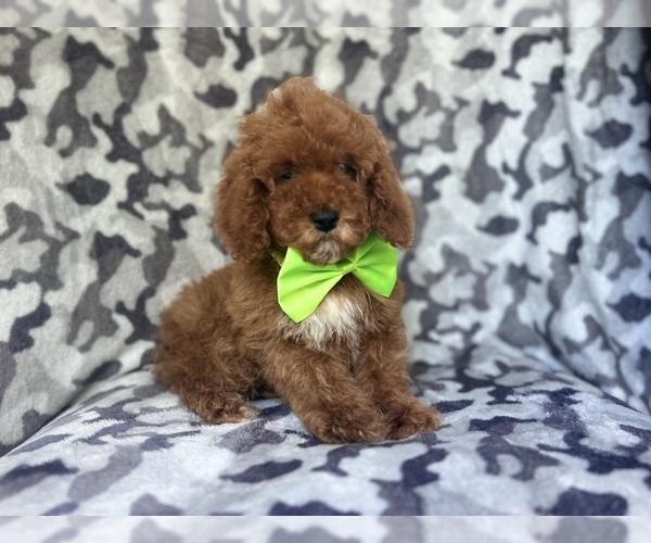 Medium Photo #5 Cock-A-Poo Puppy For Sale in LAKELAND, FL, USA