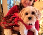 Small Photo #1 Cavachon-Poodle (Miniature) Mix Puppy For Sale in FREWSBURG, NY, USA