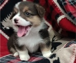 Puppy Chase Welsh Cardigan Corgi