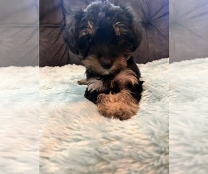 YorkiePoo Puppy for sale in CASTROVILLE, TX, USA