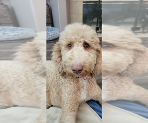 Mother of the Goldendoodle puppies born on 02/06/2023