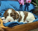 Small #18 English Springer Spaniel
