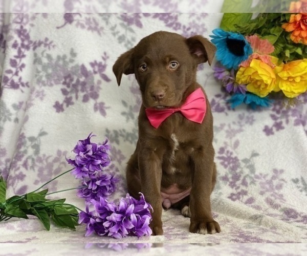 Medium Photo #1 Sheprador Puppy For Sale in LANCASTER, PA, USA