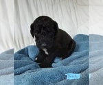 Small Photo #26 Labradoodle-Poodle (Standard) Mix Puppy For Sale in GALION, OH, USA