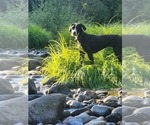 Small Photo #1 Great Dane Puppy For Sale in BATTLE GROUND, WA, USA