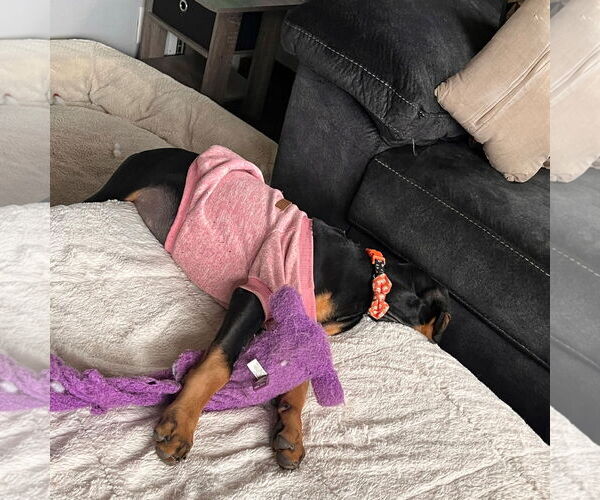 Medium Photo #11 Doberman Pinscher Puppy For Sale in Minneaoplis, MN, USA