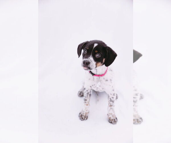Medium Photo #10 Mutt Puppy For Sale in Princeton, MN, USA