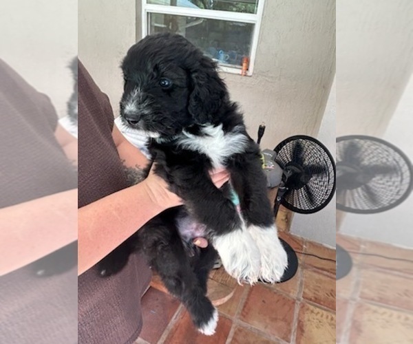 Medium Photo #82 Aussiedoodle Puppy For Sale in LONGWOOD, FL, USA