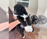 Small #5 Aussiedoodle