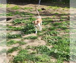 Small #5 Chihuahua Mix