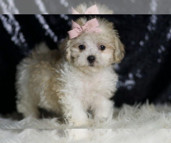 Medium Photo #4 Maltipoo Puppy For Sale in WARSAW, IN, USA