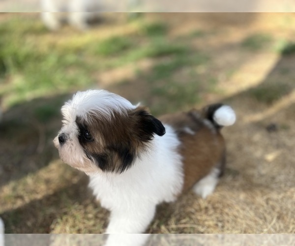Medium Photo #13 Shih Tzu Puppy For Sale in VENETA, OR, USA