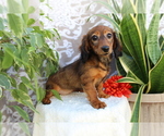 Small #4 Dachshund
