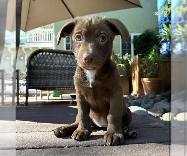 Medium Photo #4 Colonial Cocker Spaniel-Unknown Mix Puppy For Sale in San Diego, CA, USA