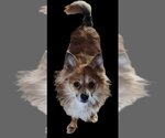 Small Pomeranian Mix