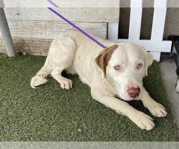 Medium Photo #1 English Springer Spaniel-Unknown Mix Puppy For Sale in Modesto, CA, USA