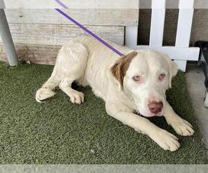 English Springer Spaniel-Unknown Mix Dogs for adoption in Modesto, CA, USA